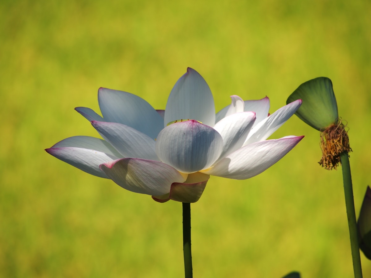 まだまだ、蓮の花が見られます！の画像