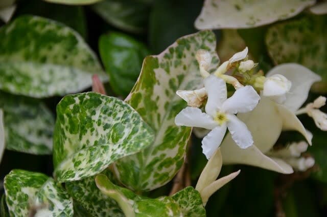 ハツユキカズラの花 花 うらら