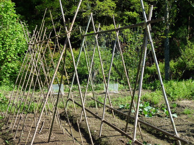ツル野菜の支柱 悠遊 ツル野菜の支柱 悠遊