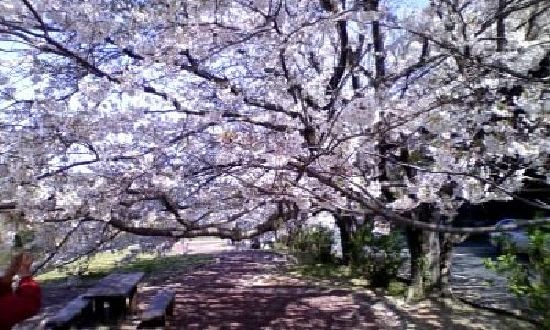 成田山不動寺の桜 月明かりの下で