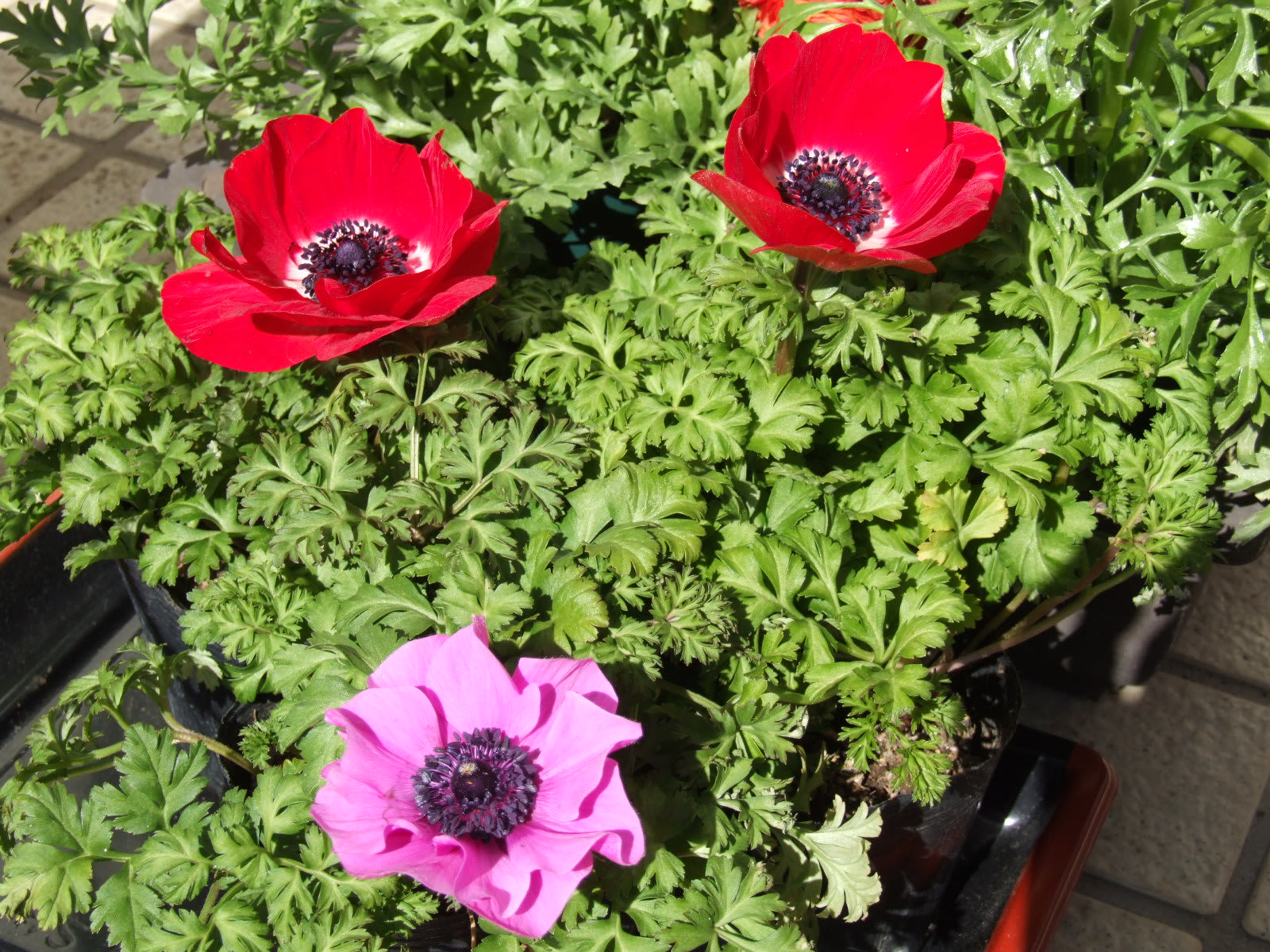 アネモネ 季節の花 アネモネ 季節の花