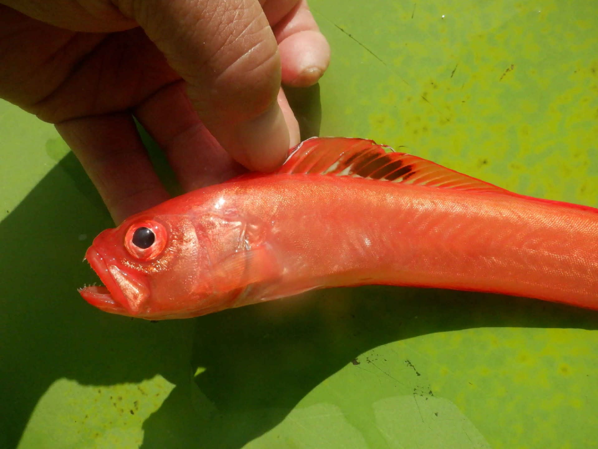 イッテンアカタチ お魚三昧生活