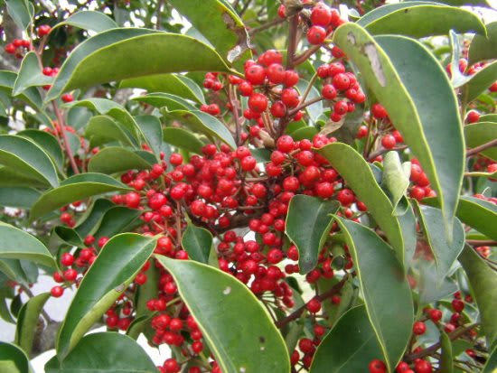 おはようの花 黒鉄黐 くろがねもち 1月 筑紫の国から 花つくし日記