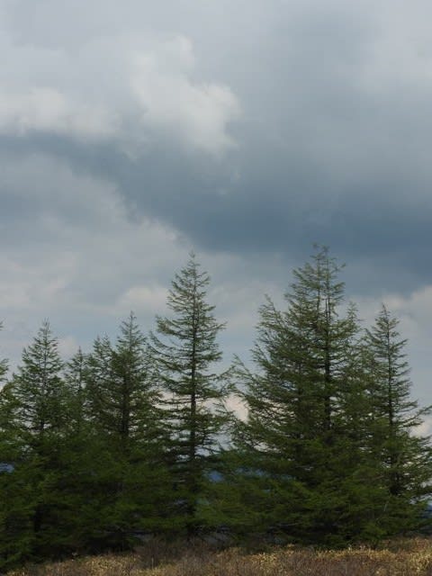 高ボッチ高原・鉢伏山の植物　カラマツ（落葉松）