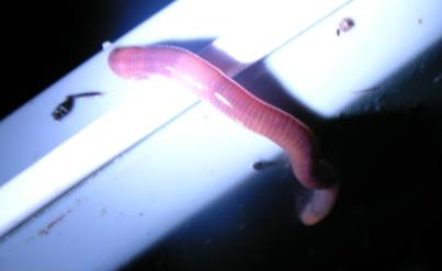 ミミズの飼育 のブログ記事一覧 ダツリョクワールド ミミズの飼育 のブログ記事一覧 ダツリョクワールド