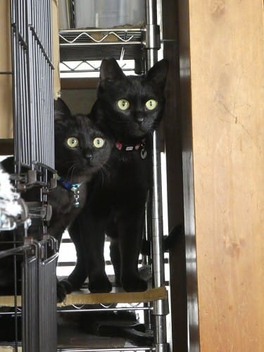 里親募集 のブログ記事一覧 釣り日和 猫日和 里親募集 のブログ記事一覧 釣り日和 猫日和