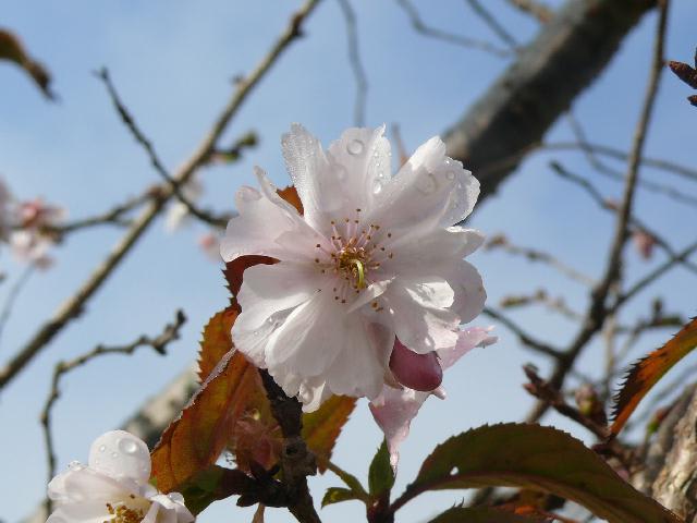 シキザクラ（四季桜） - peaの植物図鑑