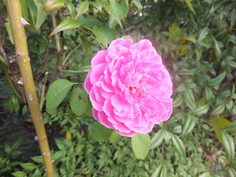 トゲの無い バラの花 ゆみちゃんの365日 トゲの無い バラの花 ゆみちゃんの365日