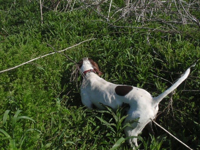 現役復帰 鳥猟犬訓練専門犬舎 佐倉犬舎のブログです
