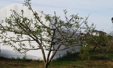 リンゴ 林檎 Manzana のブログ記事一覧 充実果樹園生活 つくば展開地ぶどう園 リンゴ 林檎 Manzana のブログ記事一覧 充実果樹園生活 つくば展開地ぶどう園