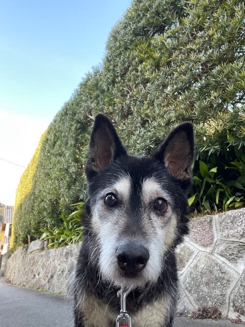 おじいちゃん犬 チョッパーのこと おじいちゃん犬 チョッパーのこと
