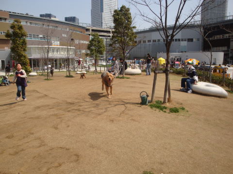 豊洲ららぽーとのドッグラン わんぱくウィルの徒然日記