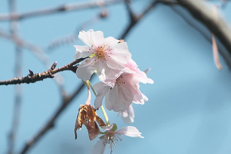 隅田 公園 桜