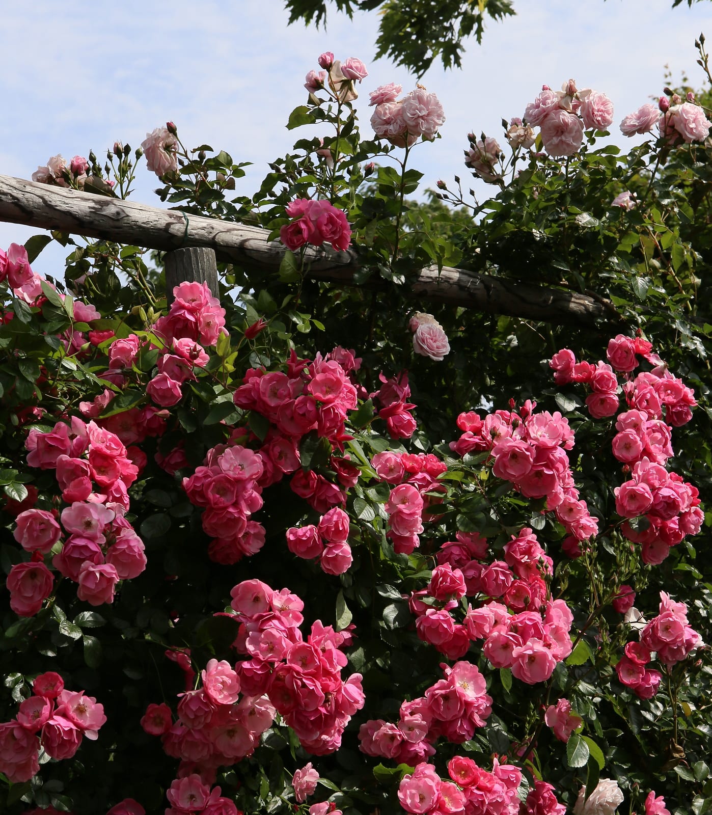 ロイズバラ園の薔薇6 北海道1 日々是好写真 毎日の写真生活日記と紀行メモリー ロイズバラ園の薔薇6 北海道1 日々是好写真 毎日の写真生活日記と紀行メモリー