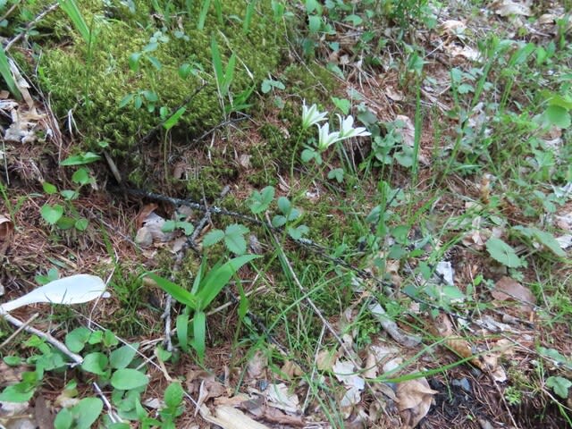 高ボッチ高原・鉢伏山で最近咲いている花　ホソバノアマナ（細葉の甘菜）