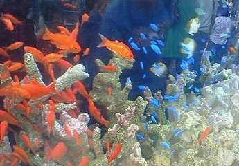 金魚 イベント のブログ記事一覧 春はあけぼの 金魚 イベント のブログ記事一覧 春はあけぼの