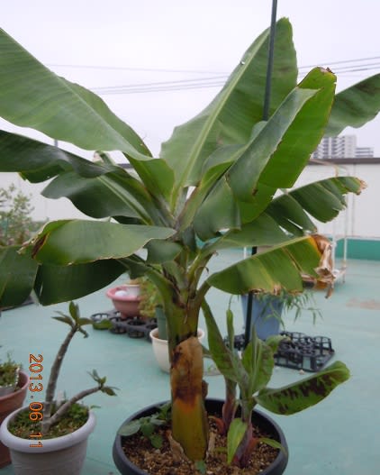 三尺バナナ鉢植え バルコニーで フルーツ栽培記