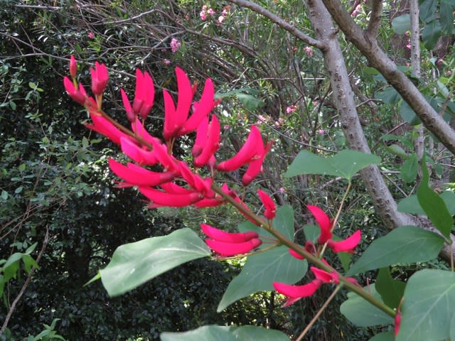 刀のような形の赤い花をつけるサンゴシトウ 野の花 庭の花