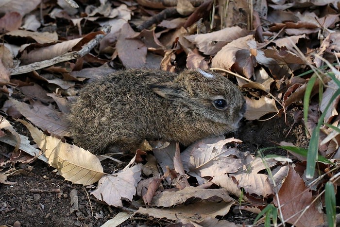 野うさぎの赤ちゃん 趣味の日々が発見