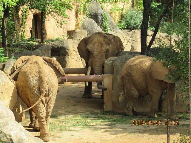 八木山動物公園 ラスパオ君のゾウな日々ｎｅｏ