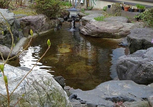 庭池の錦鯉 Koba の庭 春夏秋冬