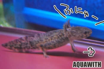 マーブルウーパールーパー アクアウィズのオススメ 熱帯魚 マーブルウーパールーパー アクアウィズのオススメ 熱帯魚