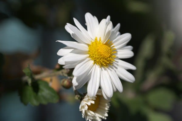 キク 白花は10月14日の誕生花 Aiグッチ のつぶやき