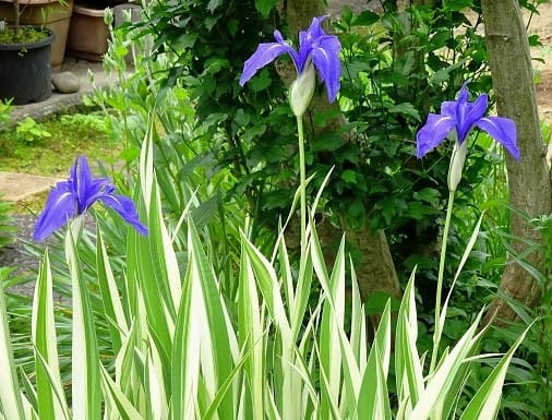 鉢植えの カキツバタ Koba の庭 春夏秋冬