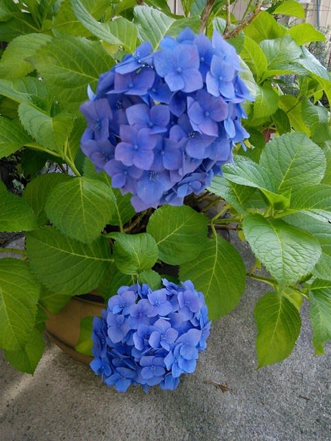 オタクサ という紫陽花 小寄道