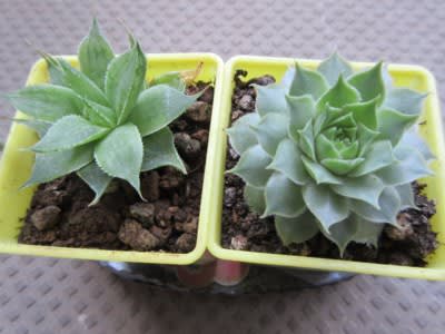 多肉植物のハオルチアとセンペルビューム marieの日記帳 多肉植物のハオルチアとセンペルビューム marieの日記帳
