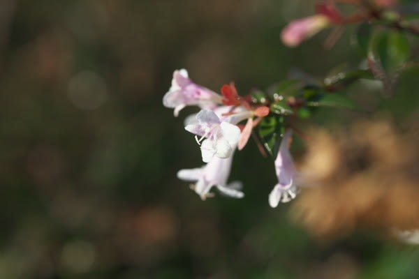 アベリア 長い期間楽しめる花は12月4日の誕生花 Aiグッチ のつぶやき
