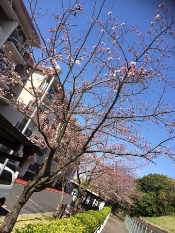 20150329_マンションの桜_1.JPG