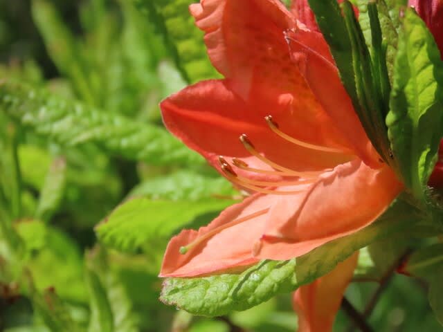 高ボッチ高原・鉢伏山で最近咲いている花　　レンゲツツジ（蓮華躑躅）