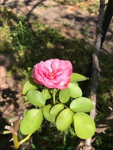 終わった花殻もついたままなのだが(汗 終わった花殻もついたままなのだが(汗