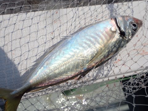 釣果報告 6 17 大分照陽関アジ釣り Vitisktの日記