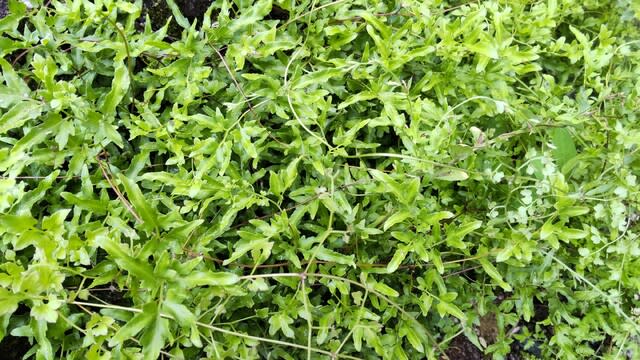 カニクサ：珍しいシダのつる植物 - ラン