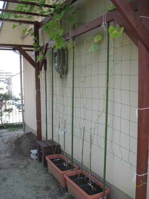 我が家の緑のカーテン・2011/07/30の画像