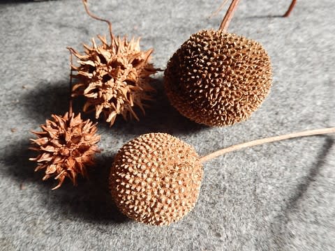 スズカケノキの仲間 鈴懸 篠懸の木の仲間 植物大好き 出会い ときめき 癒し