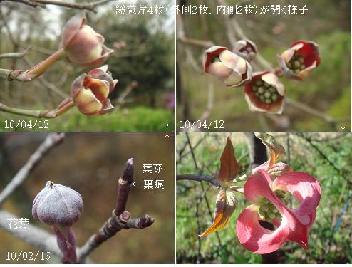 ハナミズキの熟果の風景 花芽と葉芽 蕾と開花 花の風景 里山コスモスブログ