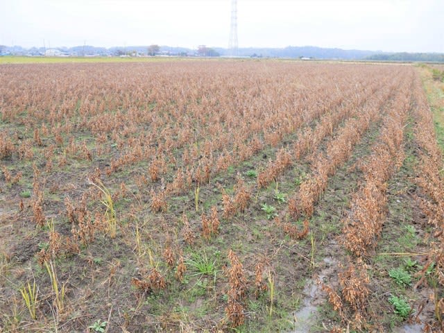 大豆の収穫時期 むぎわらぼうし通信 筑波農場の常陸小田米づくり