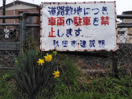 水仙の帯化 広く浅く 水仙の帯化 広く浅く