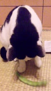 なんでもオモチャ!
