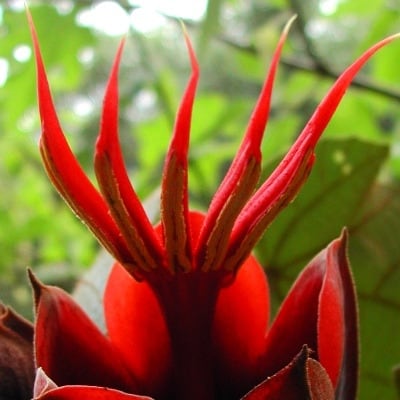 真っ赤な 悪魔の手 が開花 国内2例目 しまね花の郷 デビルズ ハンドツリー Peaの植物図鑑
