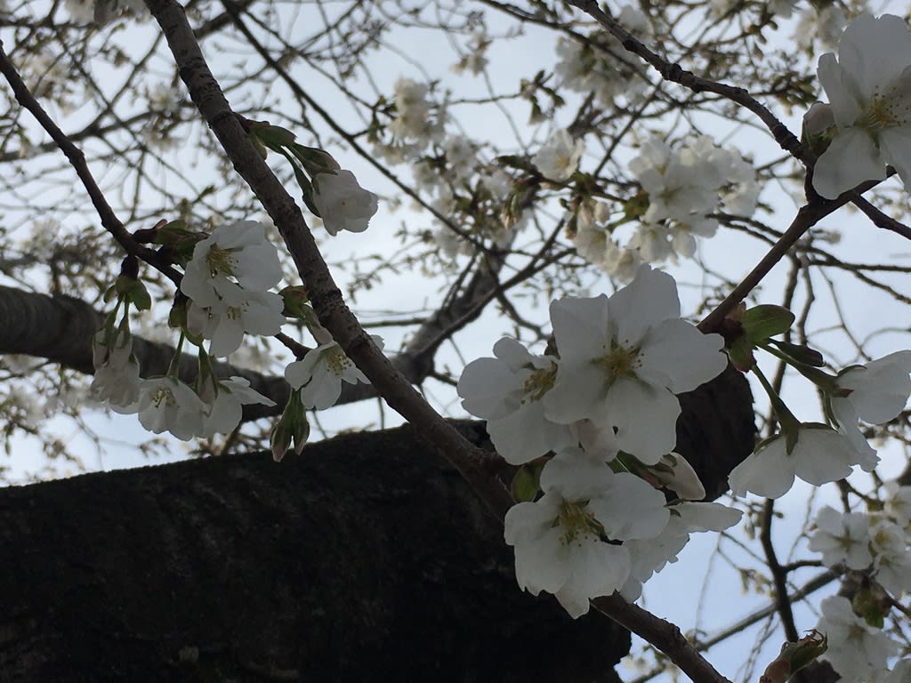 はやいなぁー もう 千原桜 ちはらざくら が咲いていました わたしのまいにち