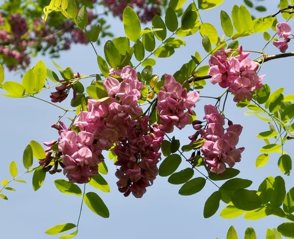 ピンクのアカシア カスケルージュ 花の公園 俳句 ｉｎｇ