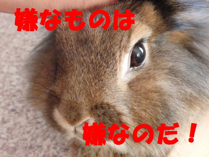 どうしても怒るうさぎ お気楽いたち 勢いでウサギ どうしても怒るうさぎ お気楽いたち 勢いでウサギ