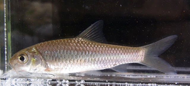 ポロプンティウス類Ｂ：違いはほぼないっ！ の巻 釣査１０５種目 - 私 