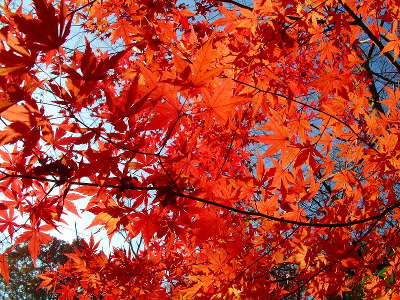 黄葉 紅葉のメカニズムをちょっと勉強しました ダッペの悠友ライフ 黄葉 紅葉のメカニズムをちょっと勉強しました ダッペの悠友ライフ