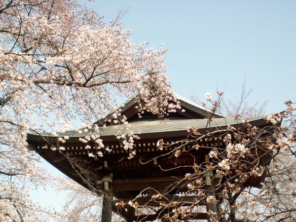 上尾 十連寺の桜祭り 8日10時から開催 花の公園 俳句 ｉｎｇ