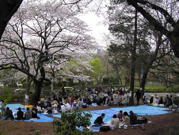 戸山公園のお花見宴会の人々